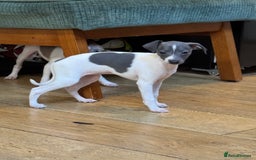 Italian Greyhound dogs for sale: Outstanding repeat mating litter  - Advert 18