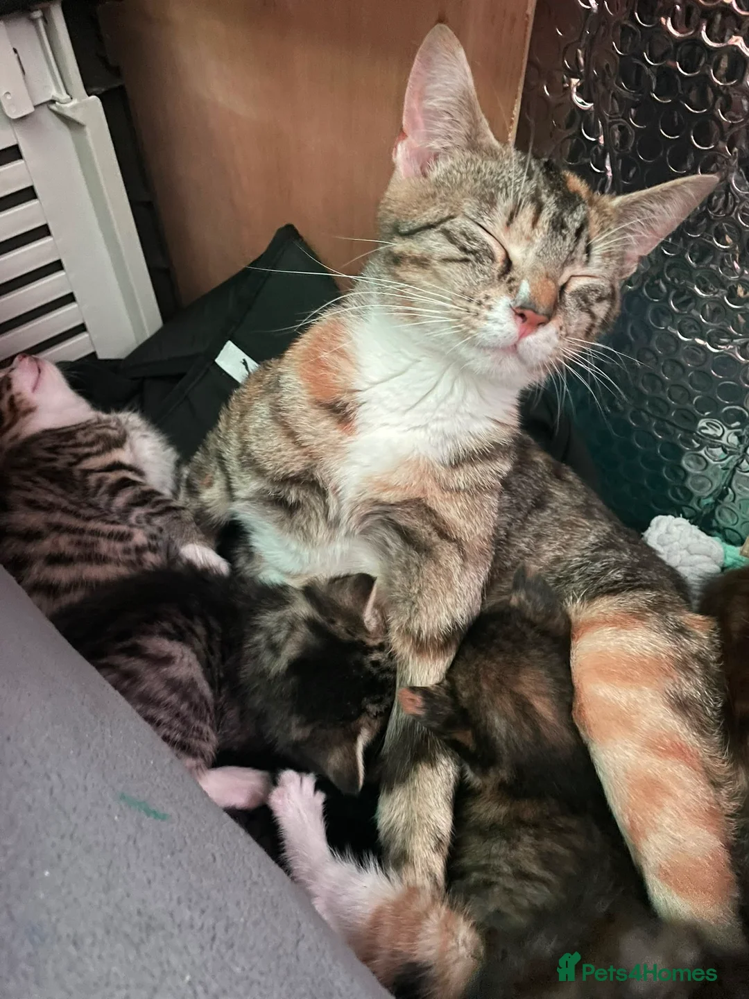 Mixed Breed cats for sale: 4 kitten ready for rehoming in Thatcham - Advert 5