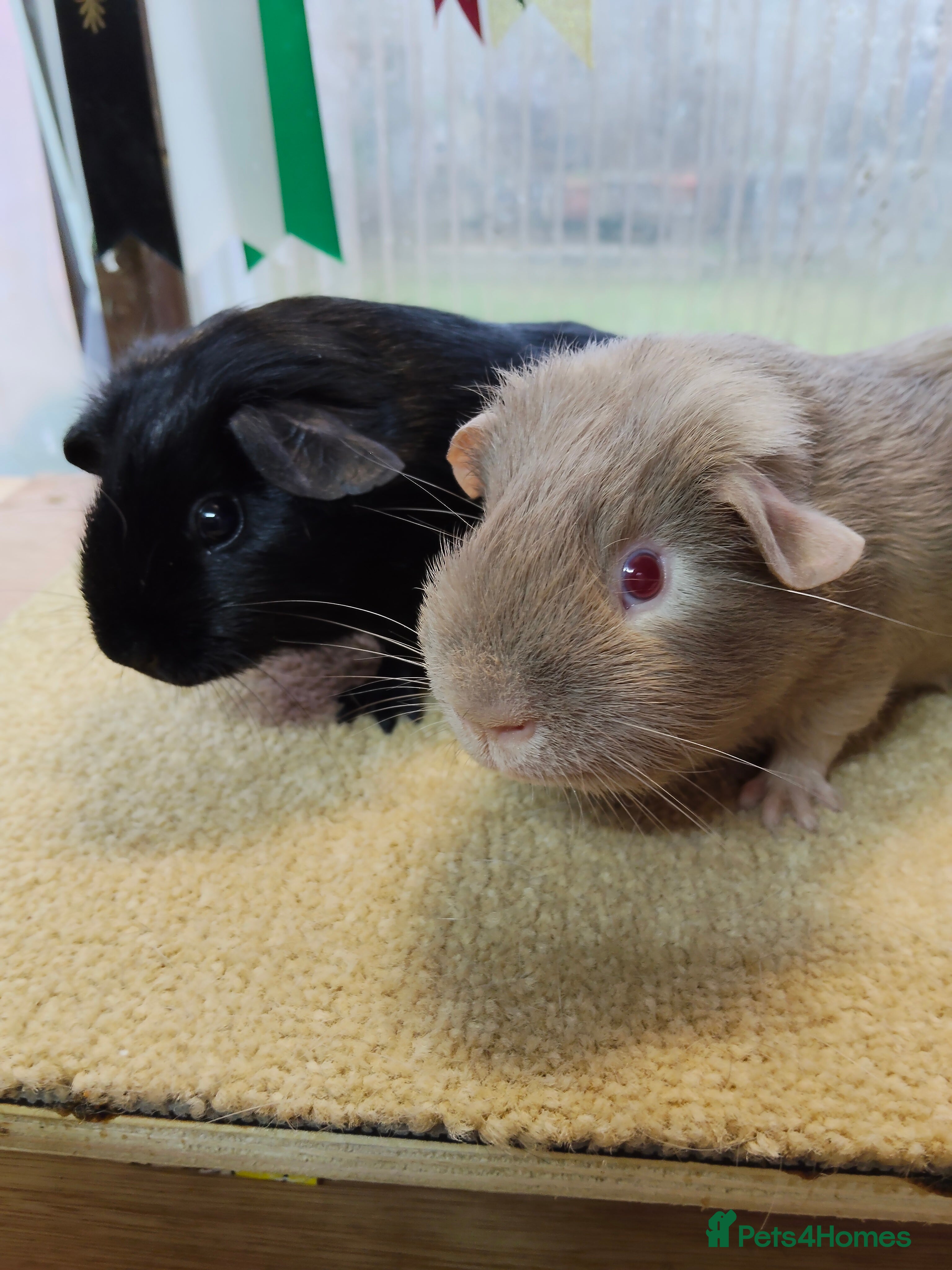 Guinea Pig rodents Guinea pigs for sale  - Advert 6