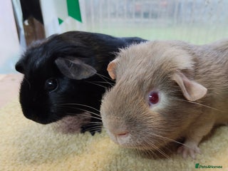 Guinea Pig rodents Guinea pigs for sale - Advert 1