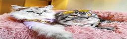 Scottish Fold cats for sale: 🐾 Stunning Scottish Fold Girl  🐾 - Advert 6