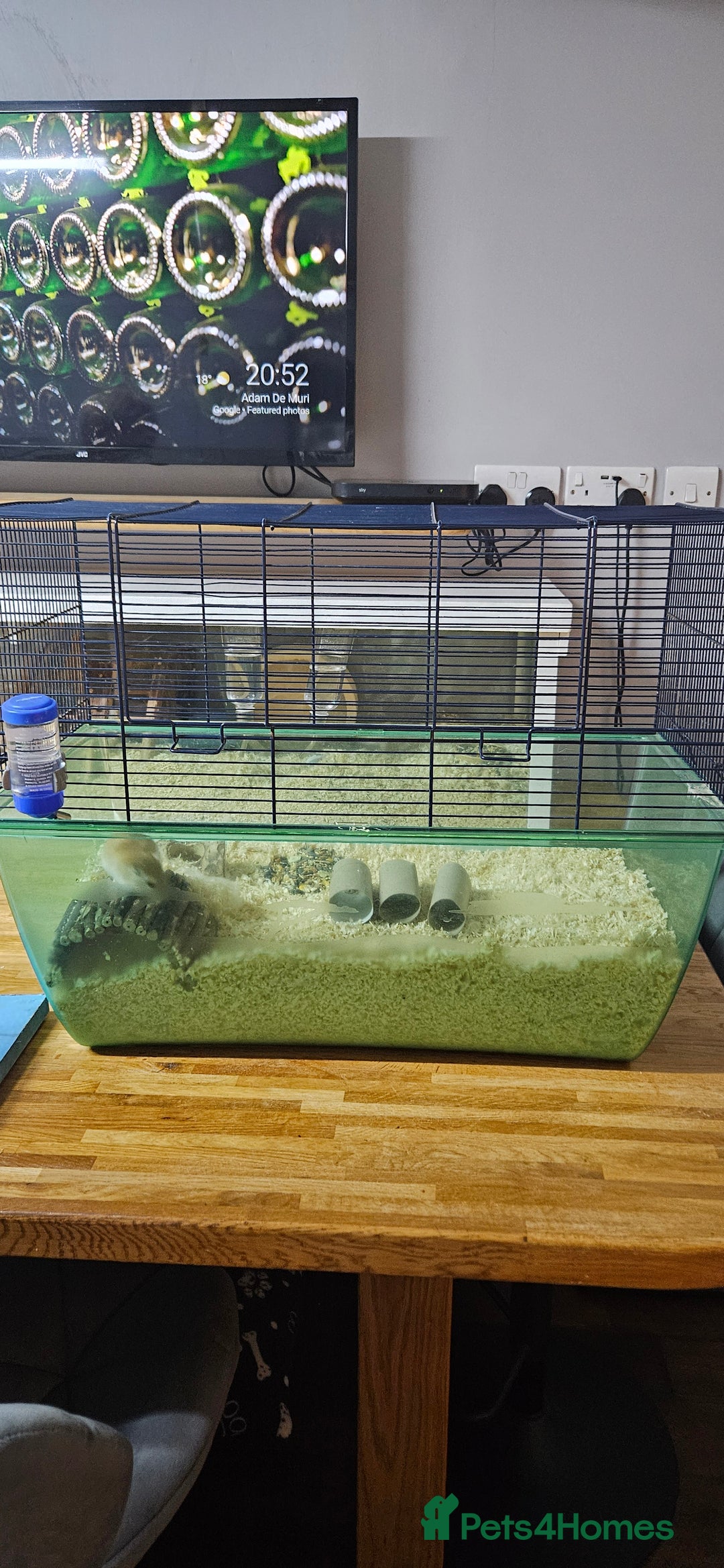 Gerbil rodents for sale: Single male gerbil  - Image 3