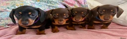 Dachshund dogs for sale: Beautiful Miniature Dachshund Puppies - Advert 6