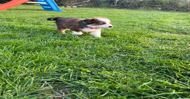 Mixed Breed dogs - Advert 4