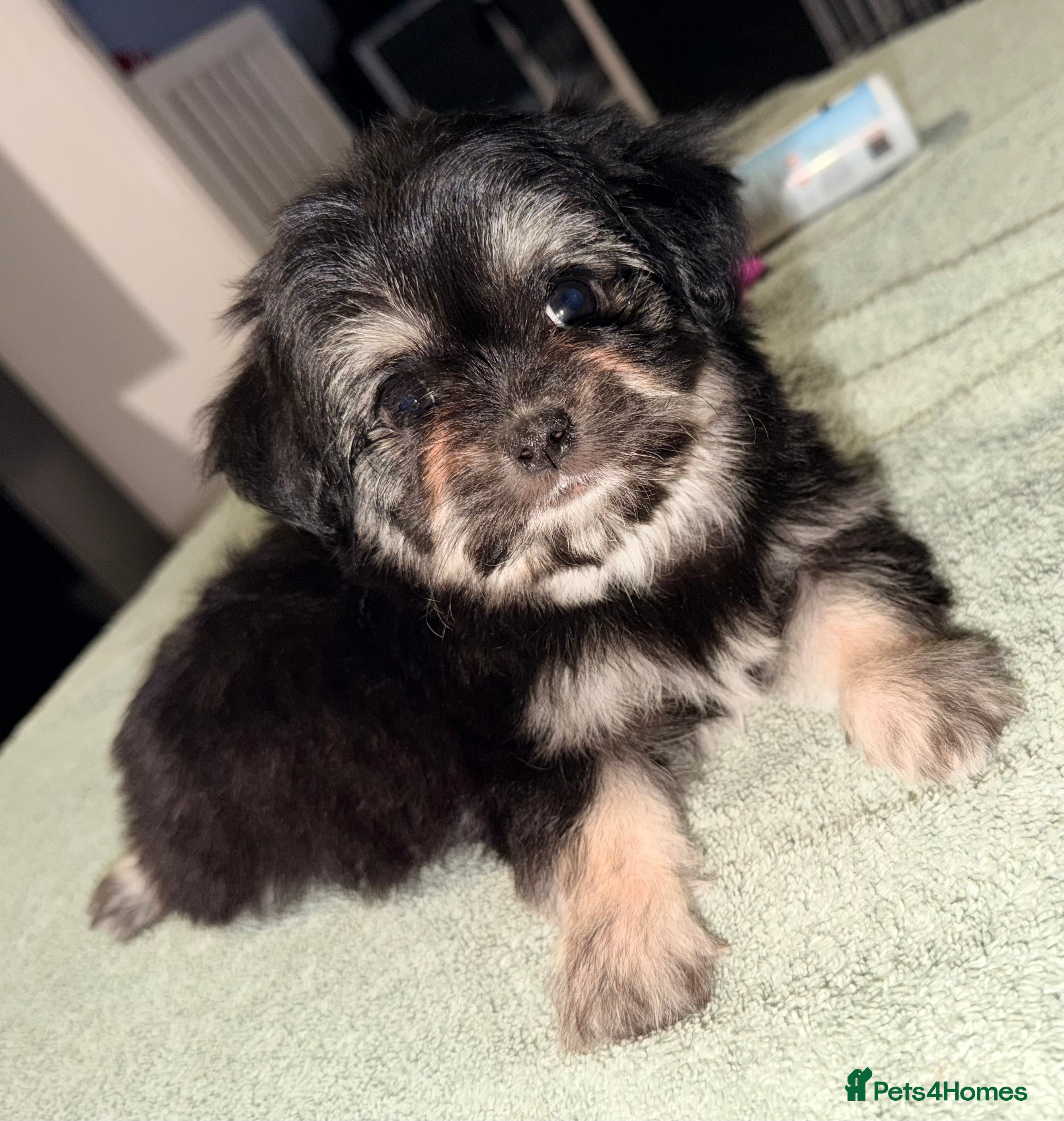 Mixed Breed dogs Malchi puppies super fluffy - Advert 3