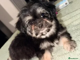 Mixed Breed dogs Malchi puppies super fluffy - Advert 3