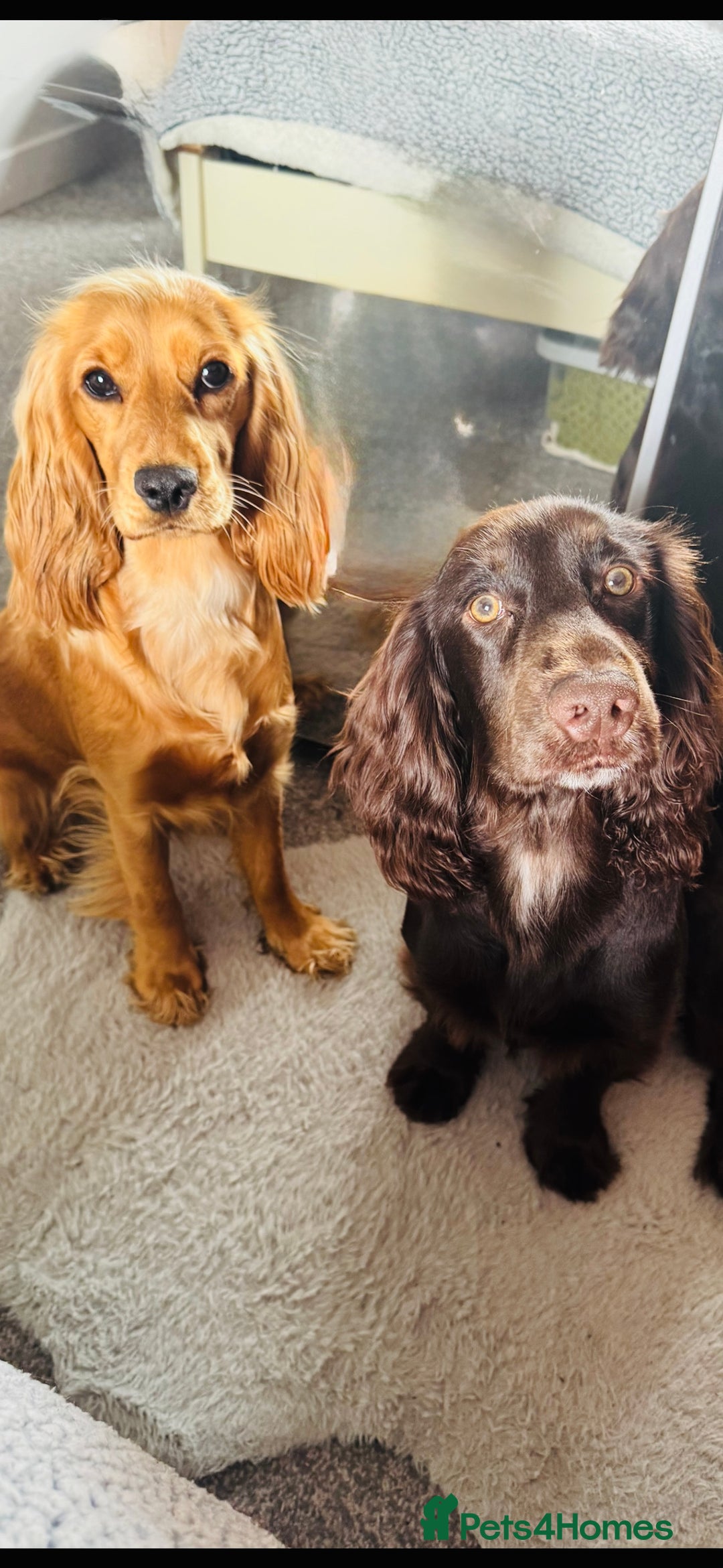 Cocker Spaniel dogs for sale: Show cocker spaniel puppy’s 5 weeks old  - Advert 11