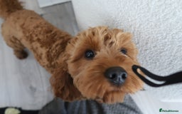 Mixed Breed dogs for sale: Puppies looking for a loving family  - Image 31