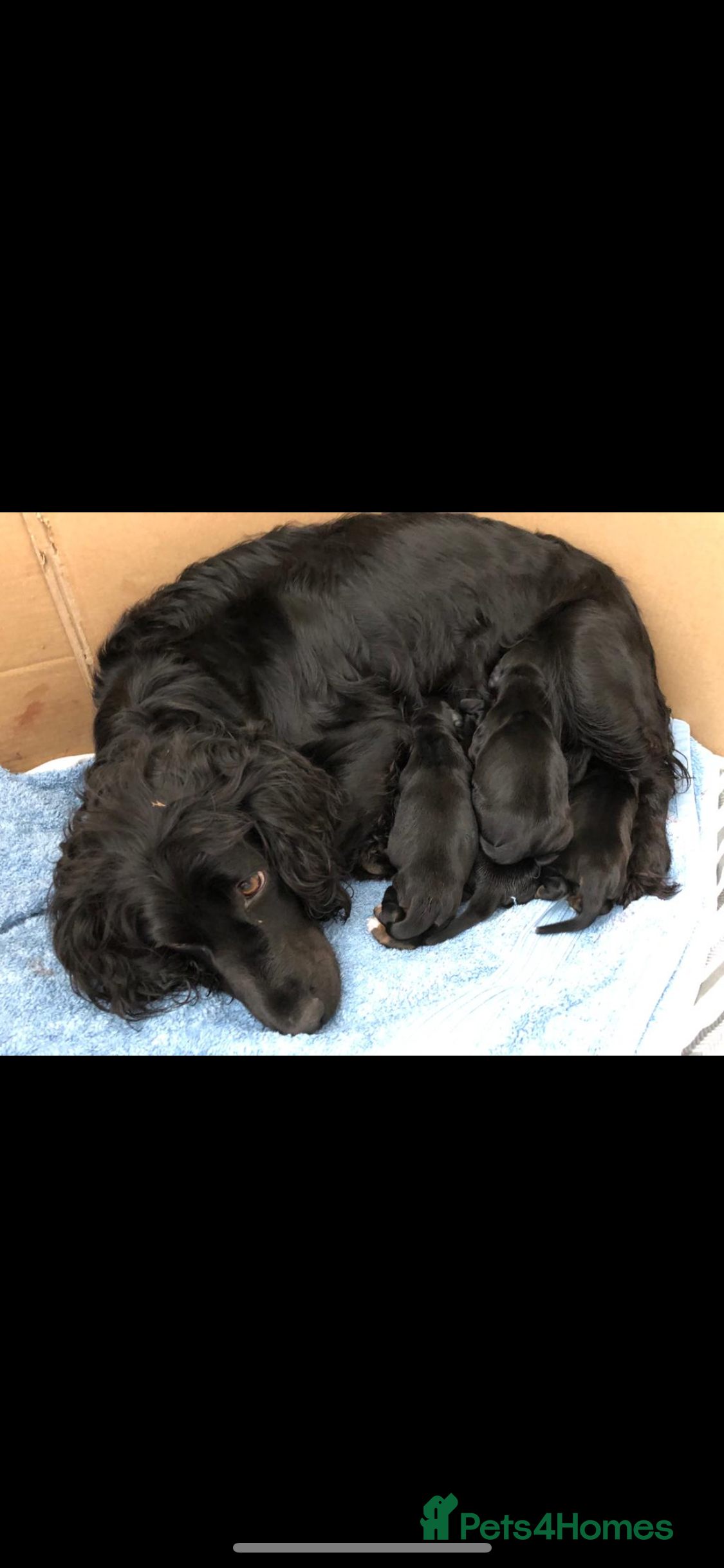 Cocker Spaniel dogs Working cocker spaniels  - Advert 16