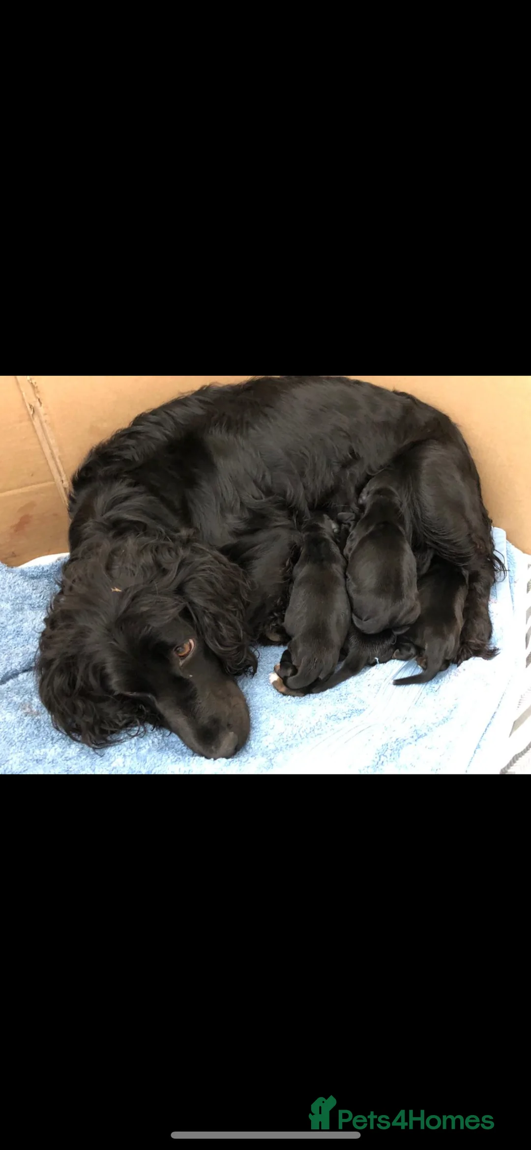 Cocker Spaniel dogs for sale: Working cocker spaniels  - Advert 1