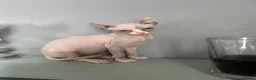 Sphynx cats for sale: Female Sphynx kitten - Advert 12