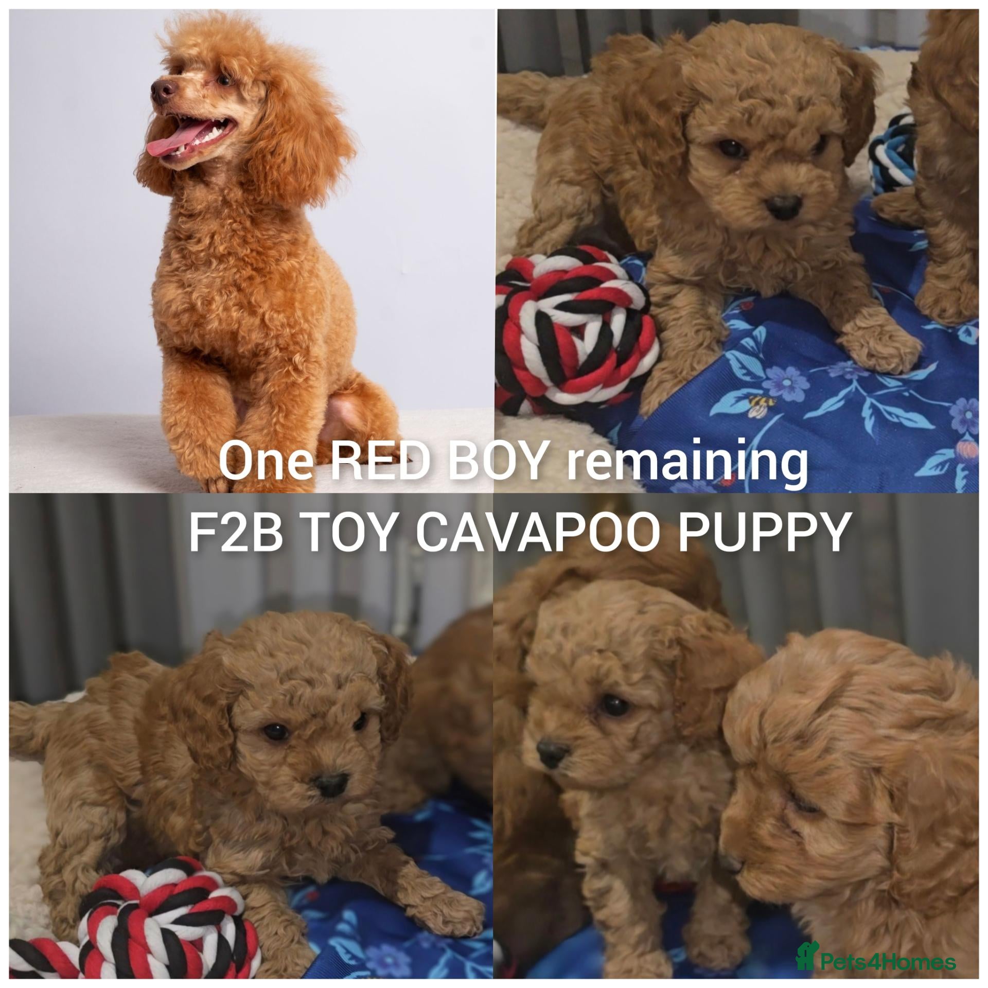 Cavapoo dogs One Red boy remaining F2B toy cavapoo puppy - Advert 15