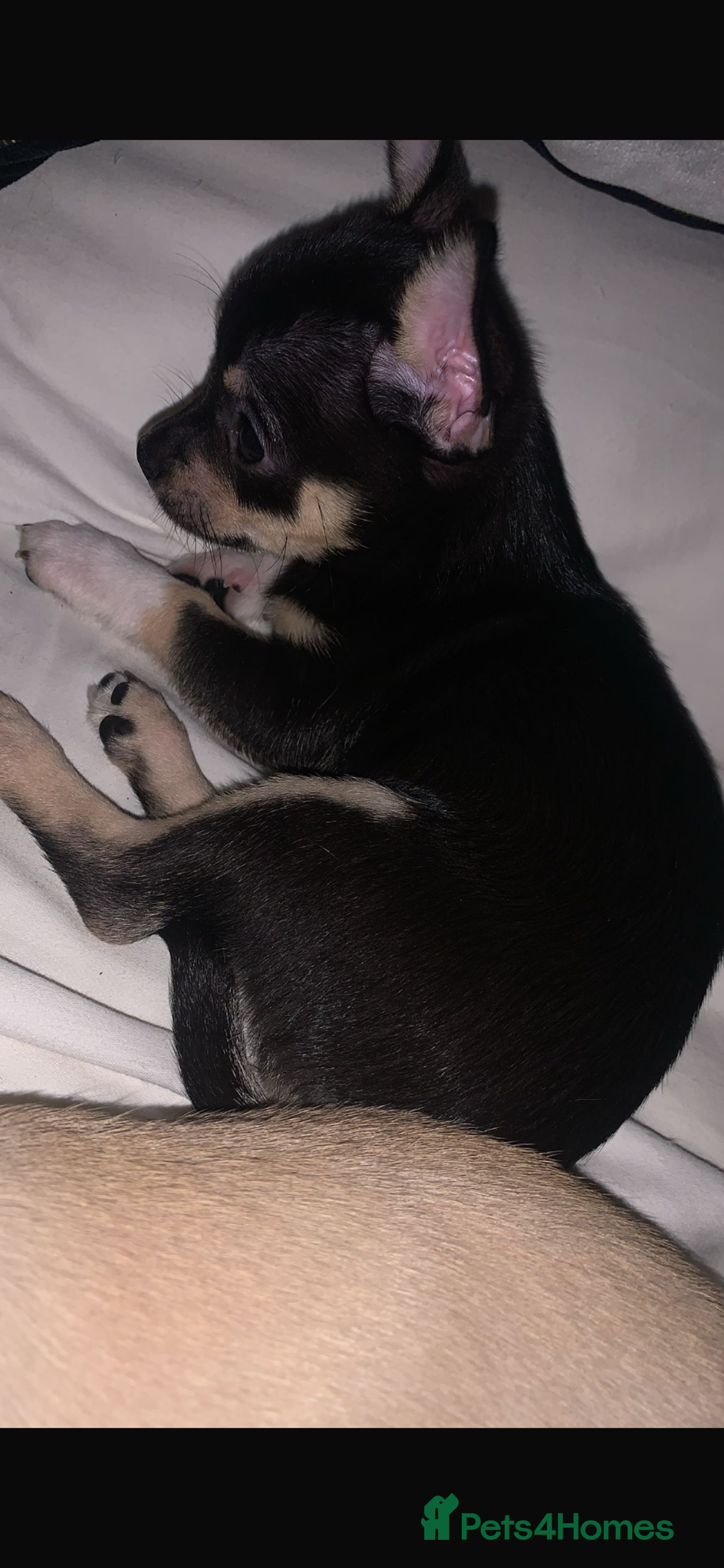 Chihuahua dogs for sale: ❤️ Last little boy ready for his forever home ❤️ - Advert 13