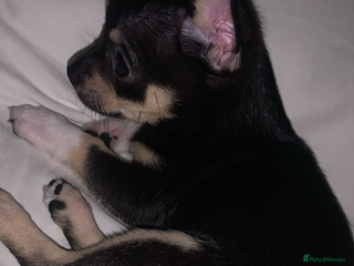 Chihuahua dogs 💛 REDUCED – Ready NOW 💛 - Advert 11