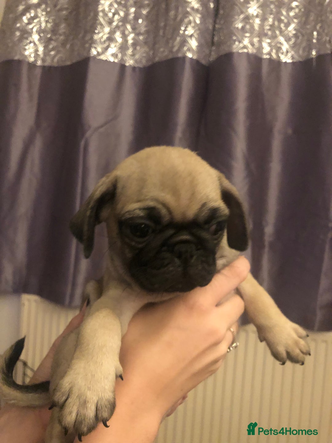 Pug dogs for sale: Pug puppies - Image 10