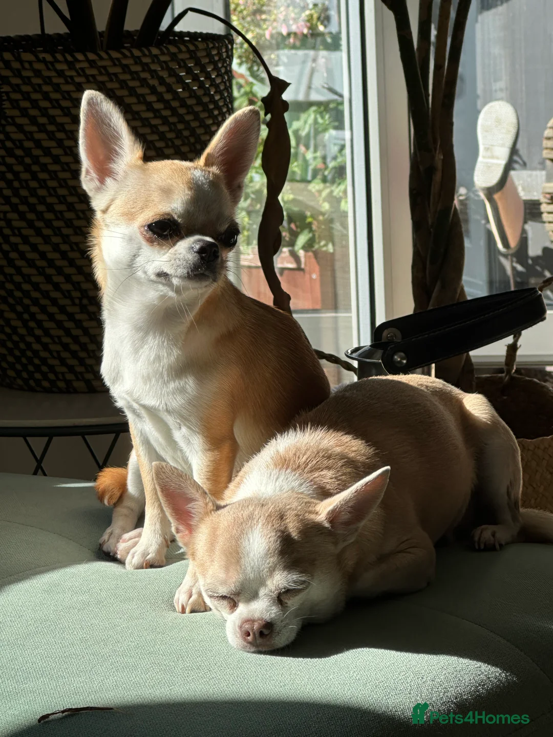 Chihuahua dogs for sale: Chihuahua boys / males  - Advert 8