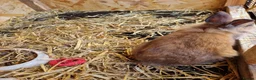 Mixed Breed rabbits for sale: Beautiful rabbits  - Advert 9