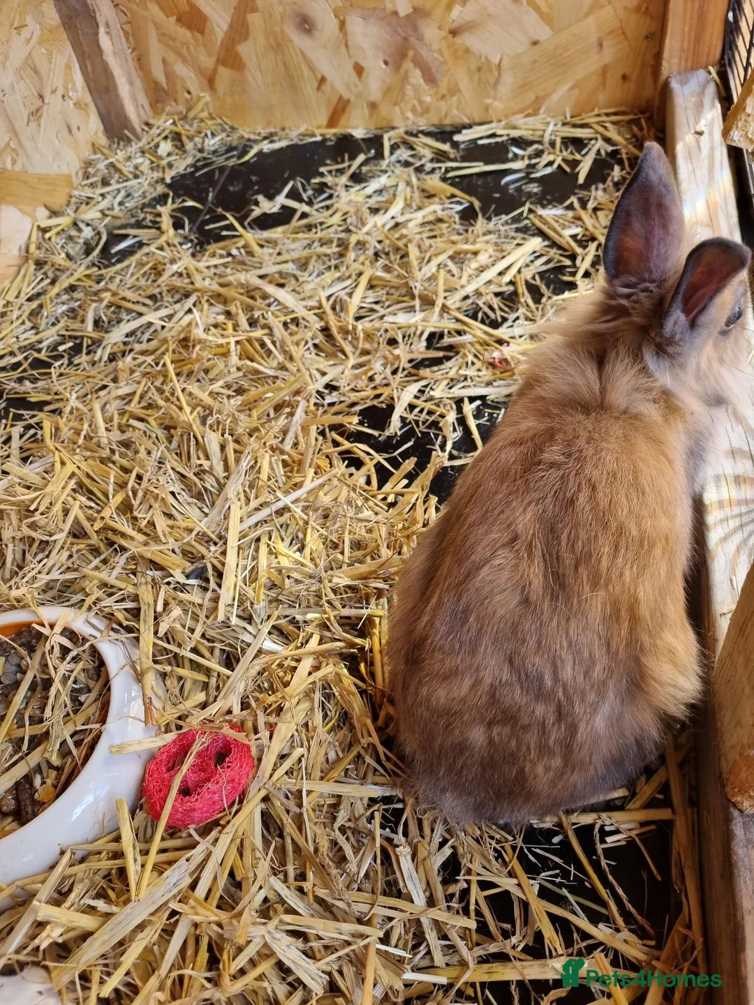 Mixed Breed rabbits for sale: Beautiful rabbits  - Advert 9