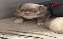Mixed Breed dogs for sale: Frenchie cross puppy’s (80% frenchie) - Advert 20