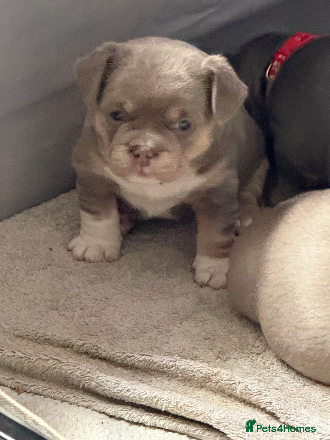 Mixed Breed dogs for sale: Frenchie cross puppy’s (80% frenchie) - Advert 20