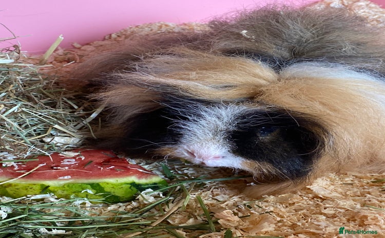 Guinea Pig rodents - Advert 7