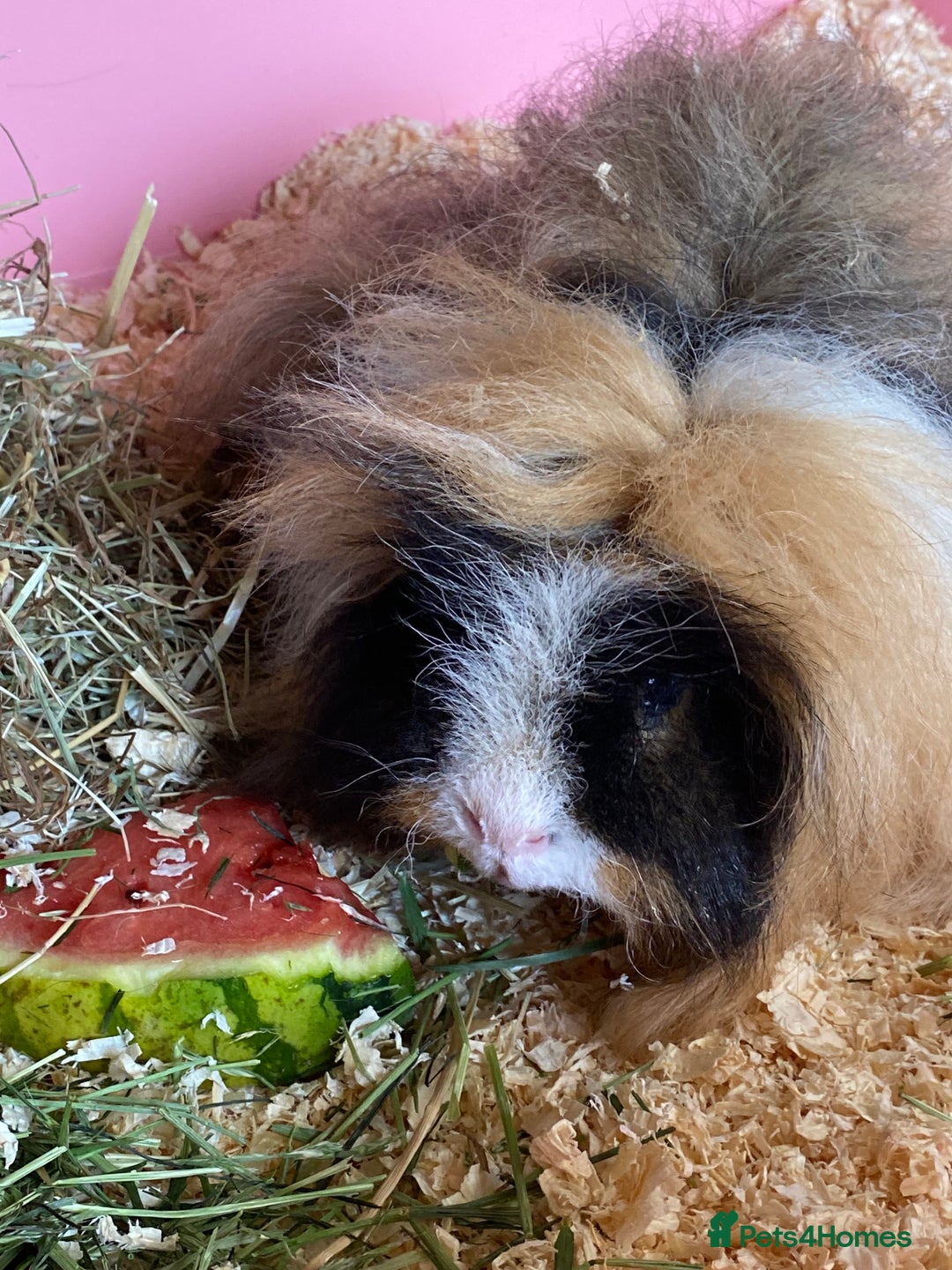 Guinea Pig rodents for sale: 2 Gorgeous Long Hair Male Guinea Pigs - Image 1
