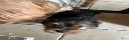 Yorkshire Terrier dogs for sale: Pedigree Yorkshire terrier pups - Advert 2