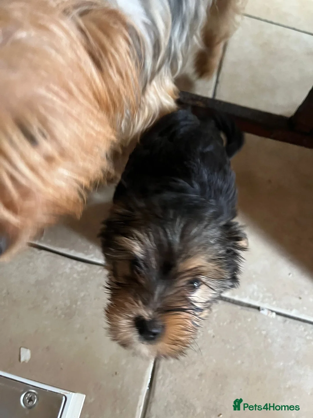 Yorkshire Terrier dogs for sale: Pedigree Yorkshire terrier pups - Advert 2