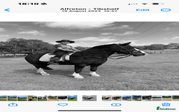 Irish Cob horses for sale: 13hh Super Safe Cob - Image 5