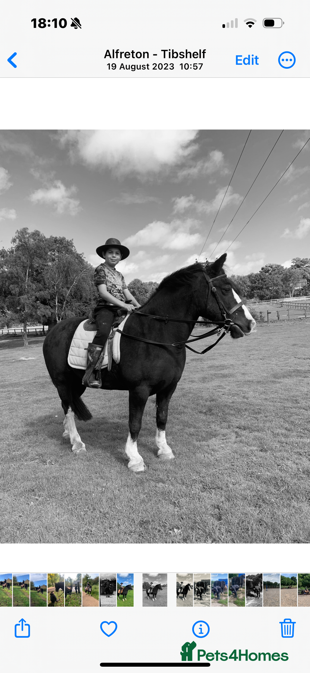 Irish Cob horses for sale: 13hh Super Safe Cob - Image 5