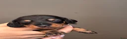 Dachshund dogs for sale: Smooth Dachshund × Wire-Haired Dachshund Puppies - Advert 2