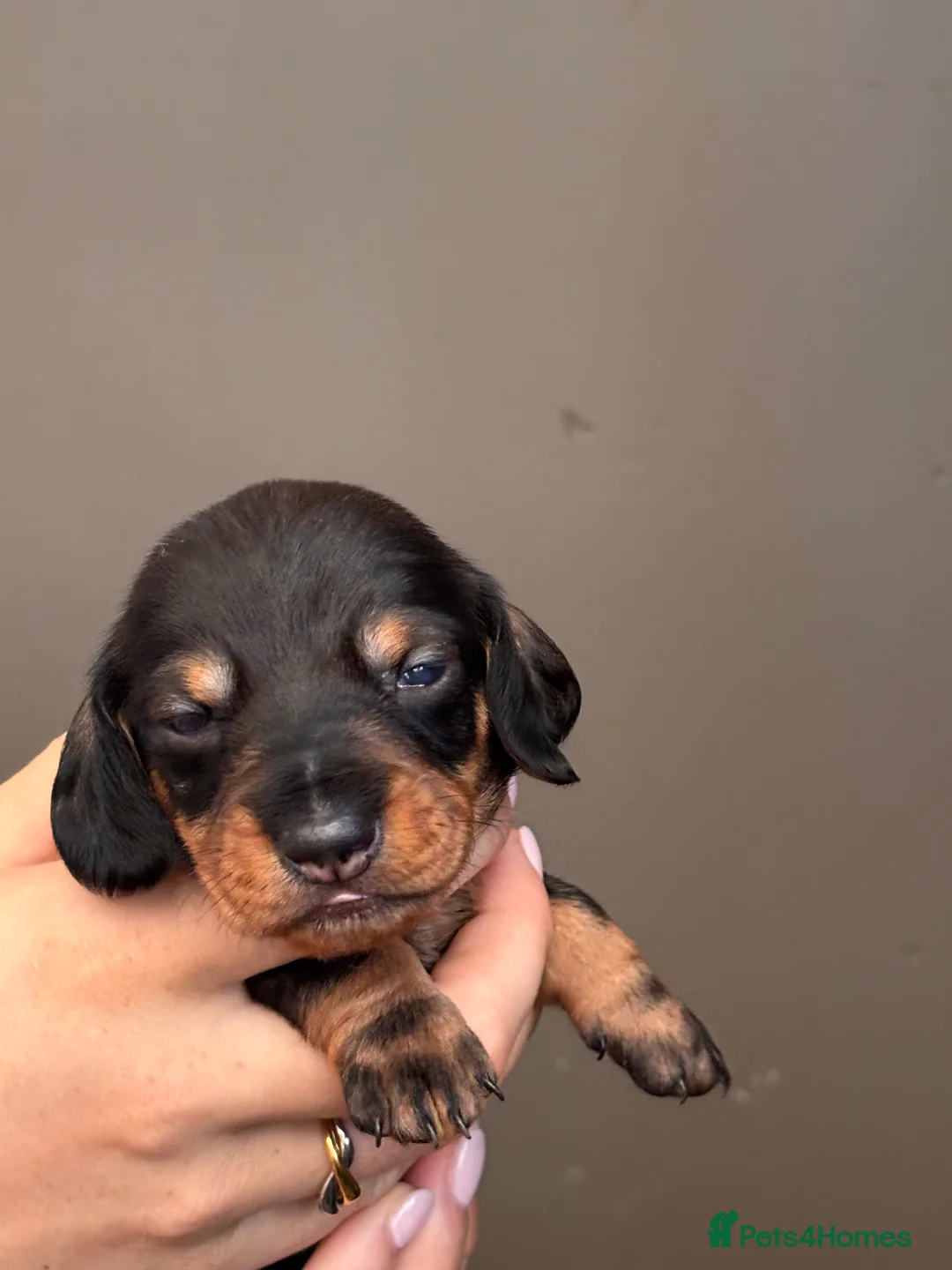 Dachshund dogs for sale: Smooth Dachshund × Wire-Haired Dachshund Puppies - Advert 2