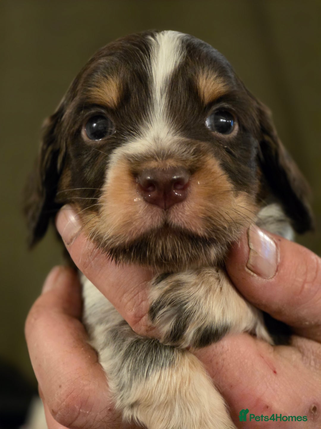 Cocker Spaniel dogs for sale: Stunning litter cocker spaniel puppies  - Advert 4