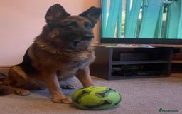 Mixed Breed dogs for sale: Shepadors  - Image 4