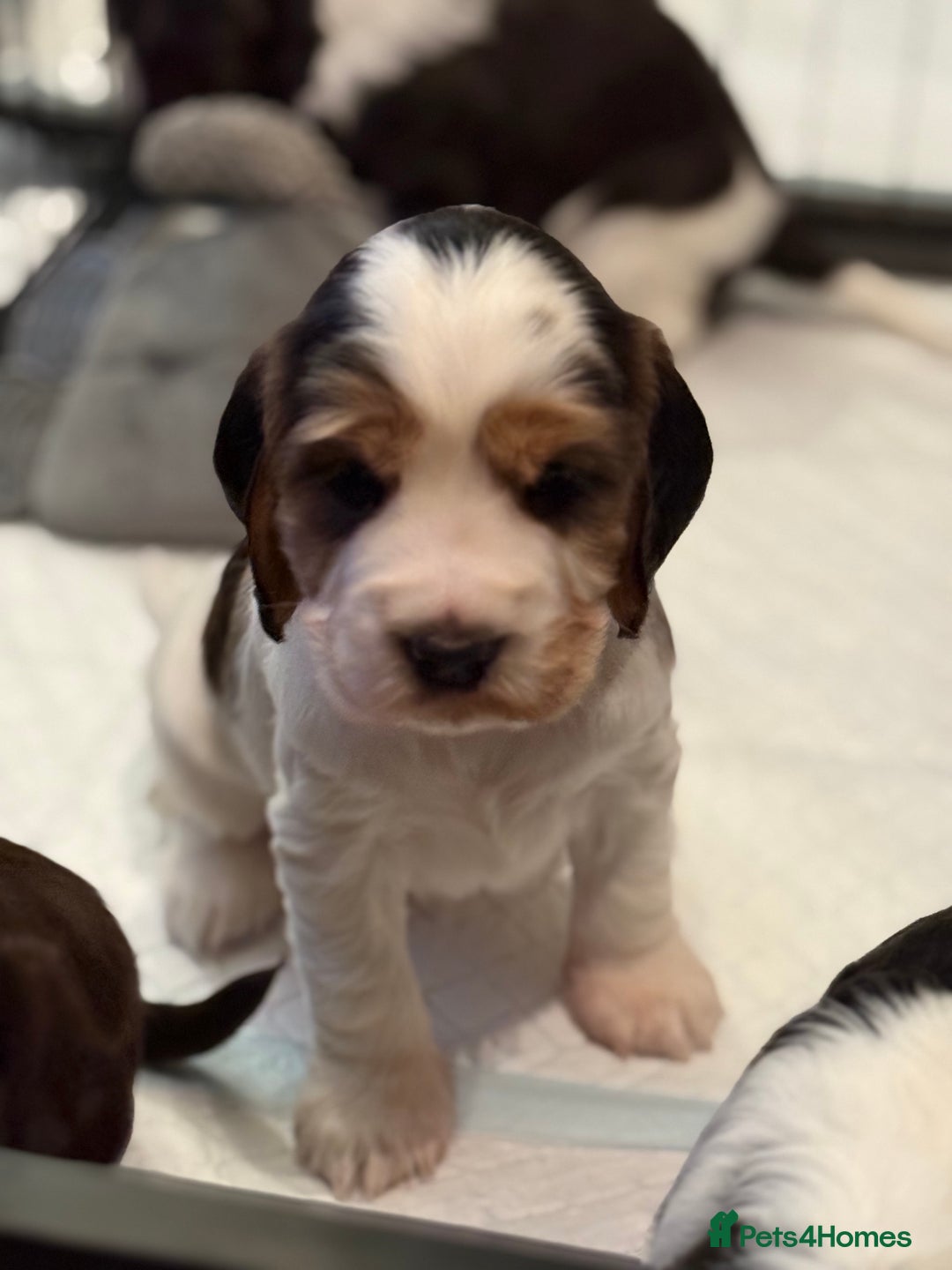 Cocker Spaniel dogs for sale: True to type Show Cocker Spaniels - KC reg parents - Advert 14