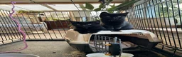 Mixed Breed cats for sale: Two black kittens 9 weeks  - Advert 7