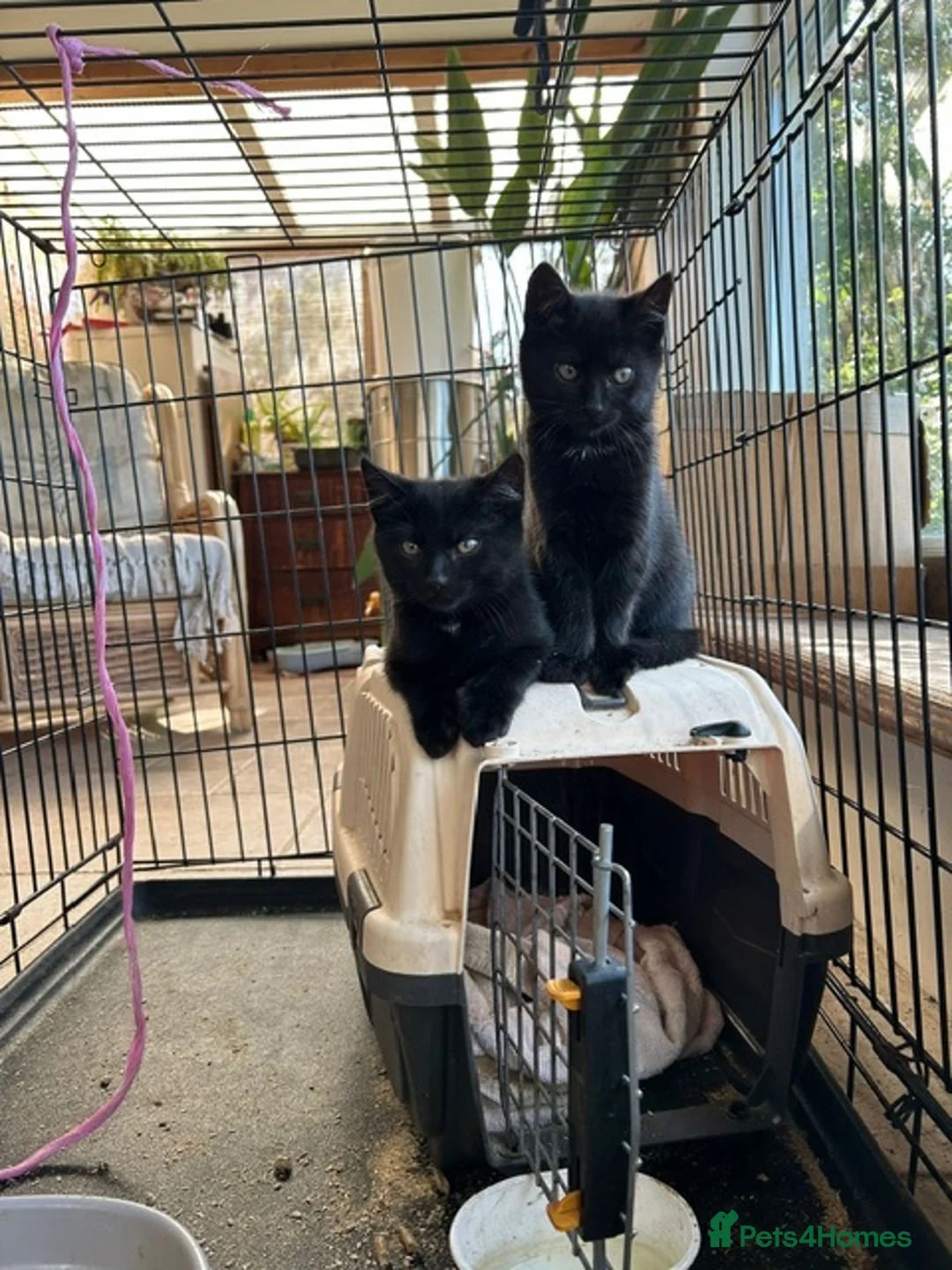 Mixed Breed cats for sale: Two black kittens 9 weeks  - Advert 7