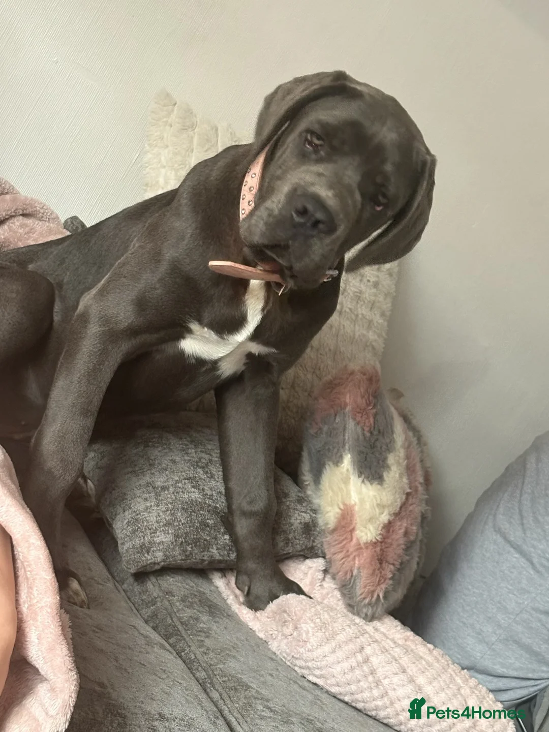 Cane Corso dogs for sale: Female Cane corso in Wakefield - Advert 1