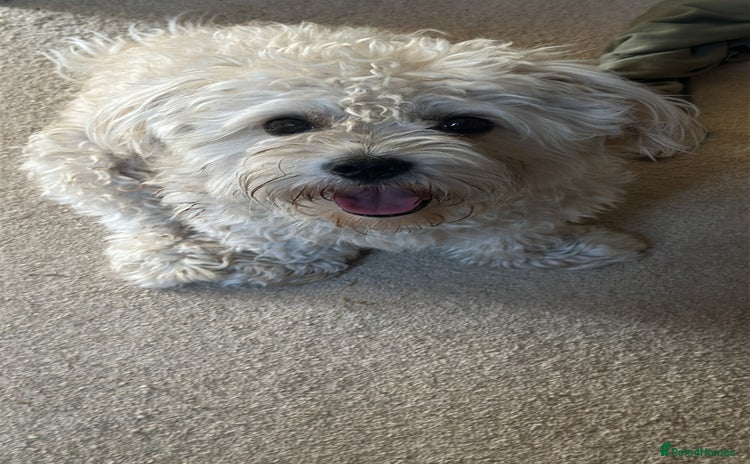 Bichon Frise dogs - Advert 1