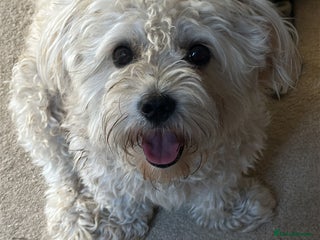 Bichon Frise dogs - Advert 1