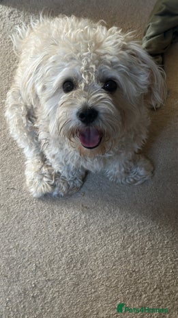 Bichon Frise dogs - Advert 1