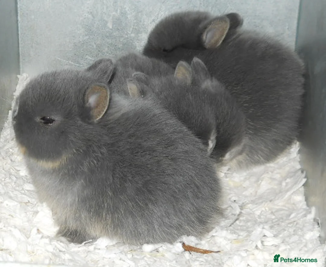 Netherland Dwarf rabbits for sale: netherland dwarf baby rabbits - Advert 3