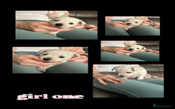West Highland Terrier dogs for sale: Gorgeous West Highland White (Westie) Puppies - Image 15