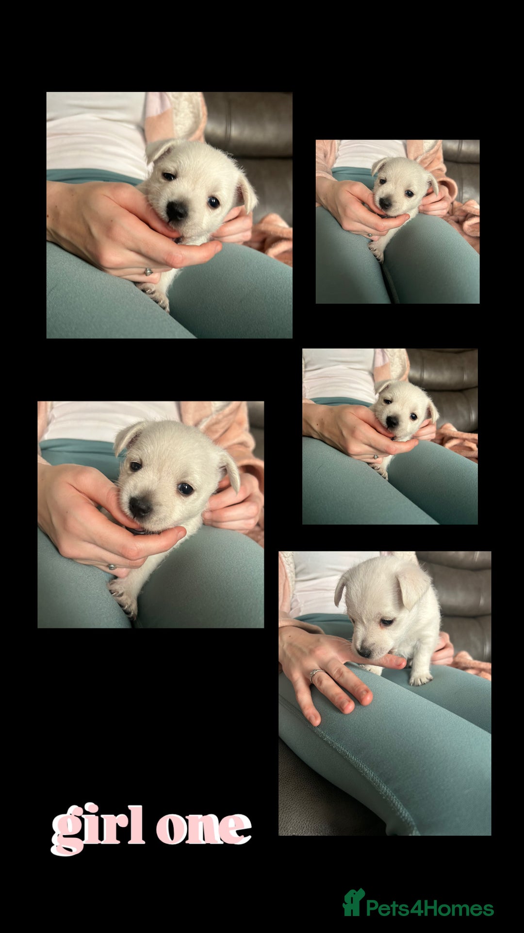 West Highland Terrier dogs for sale: Gorgeous West Highland White (Westie) Puppies - Image 15