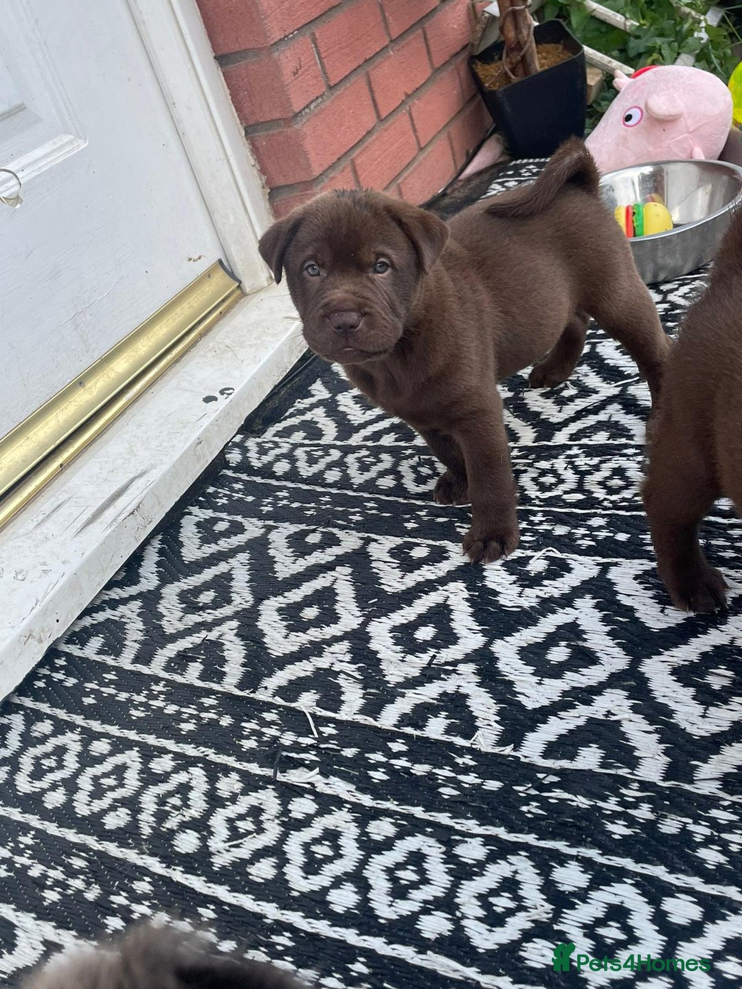 Mixed Breed dogs for sale: Lab Pei puppies  - Image 10