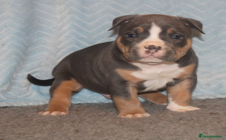 American Bully dogs - Advert 10