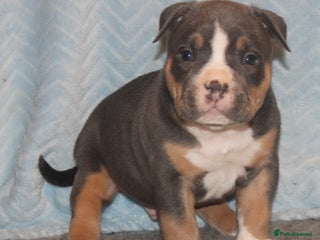 American Bully dogs - Advert 32