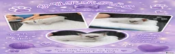 Ragdoll cats for sale: 6 beautiful pure ragdoll kittens - Advert 26