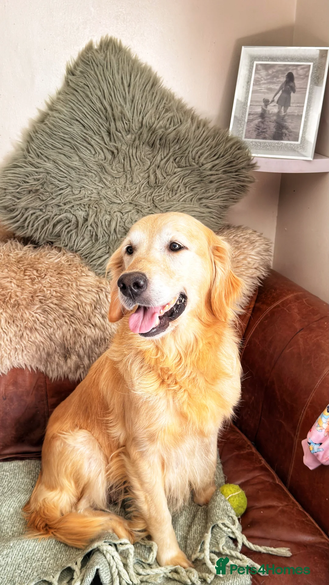 Golden Retriever dogs for sale: Exceptional Golden Retriever Puppies 🐾 - Advert 2