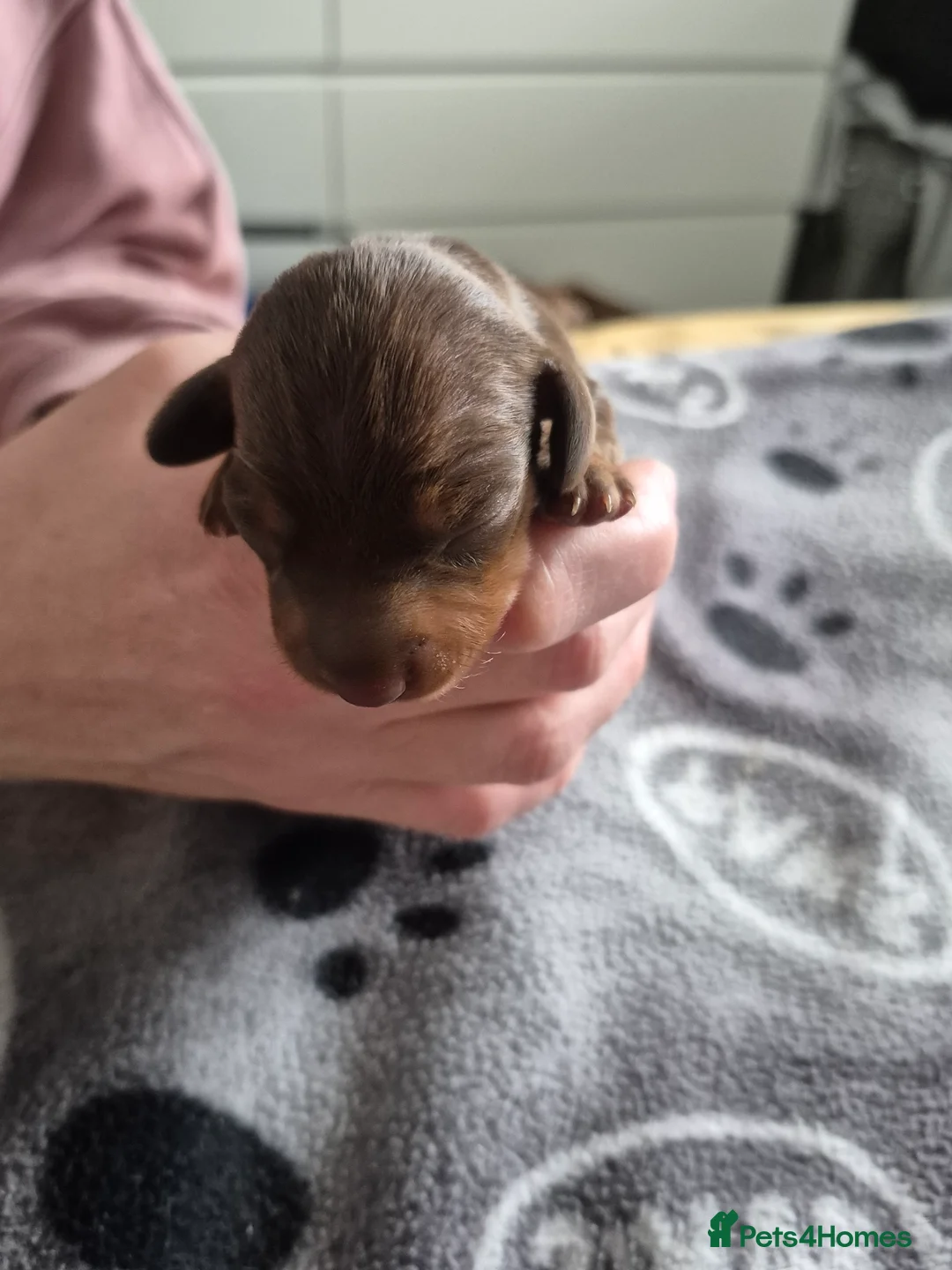 Miniature Dachshund dogs for sale: Miniture dachshund smooth hair puppies  - Advert 8